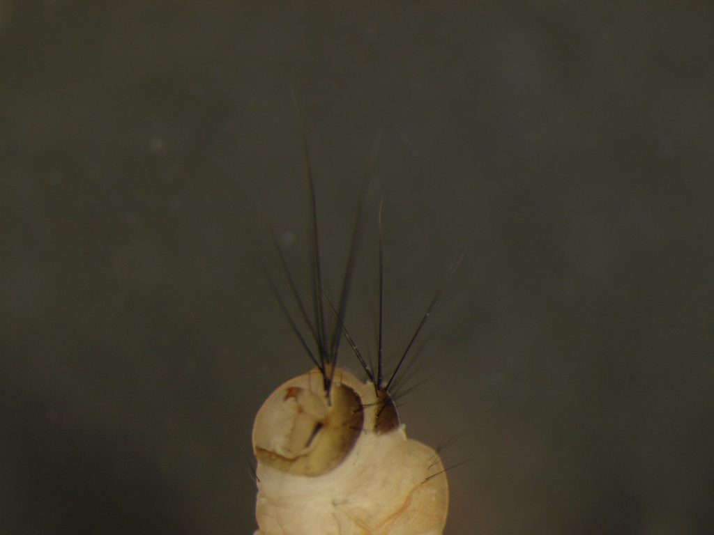 Potamophylax latipennis 3